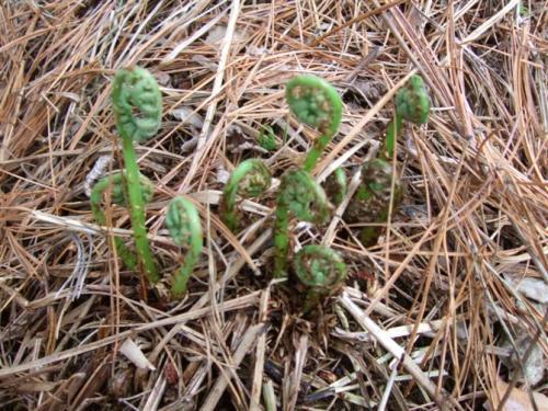 狗棒棒野菜图片