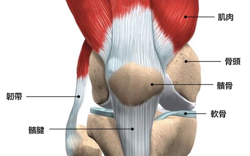 膝盖的四个伸缩肌形成一个共同的肌腱