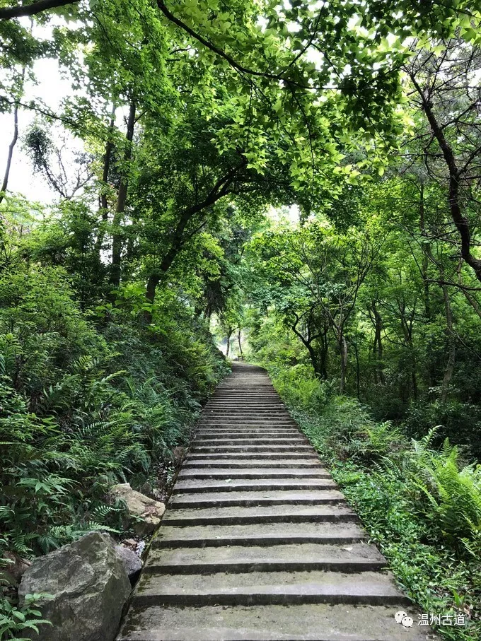 温州丽岙芙蓉尖图片