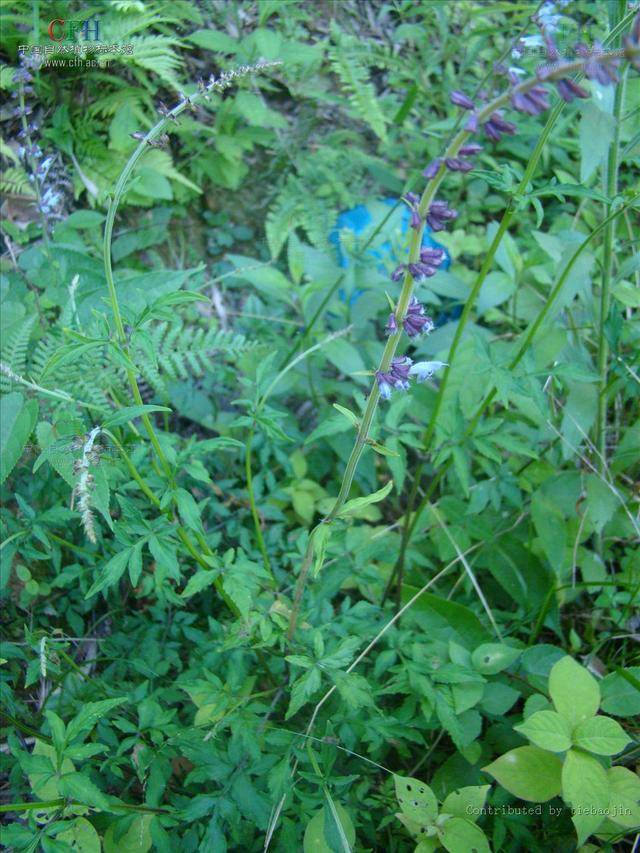 这种植物在路边是绿化上餐桌是美食进医院就是中药材