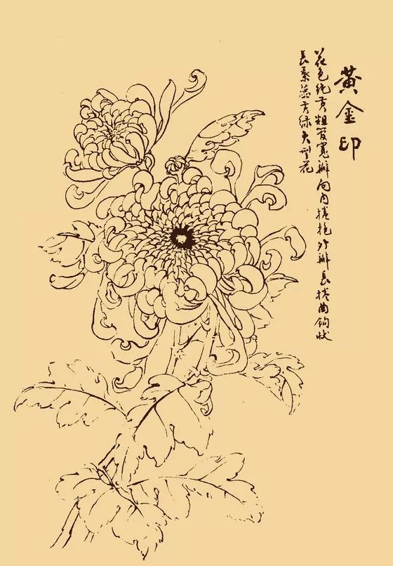 這麼美的白描菊花忍不住要分享給你