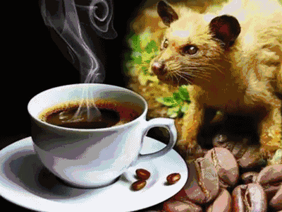 咖啡猫动态图图片