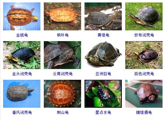 乌龟品种 图解图片