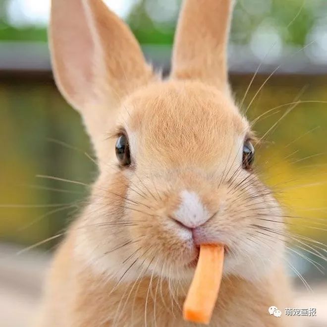 天然呆兔子吃东西时候的样子也超级可爱