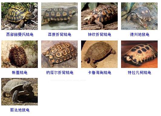 野生动物保护名录龟类图片
