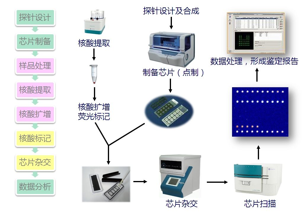 基因芯片技术图片