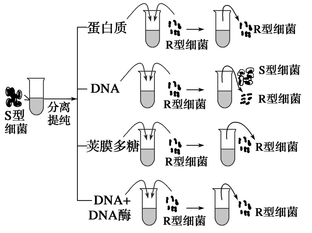 抓重点dna是主要遗传物质这一节中重要三大知识点汇总