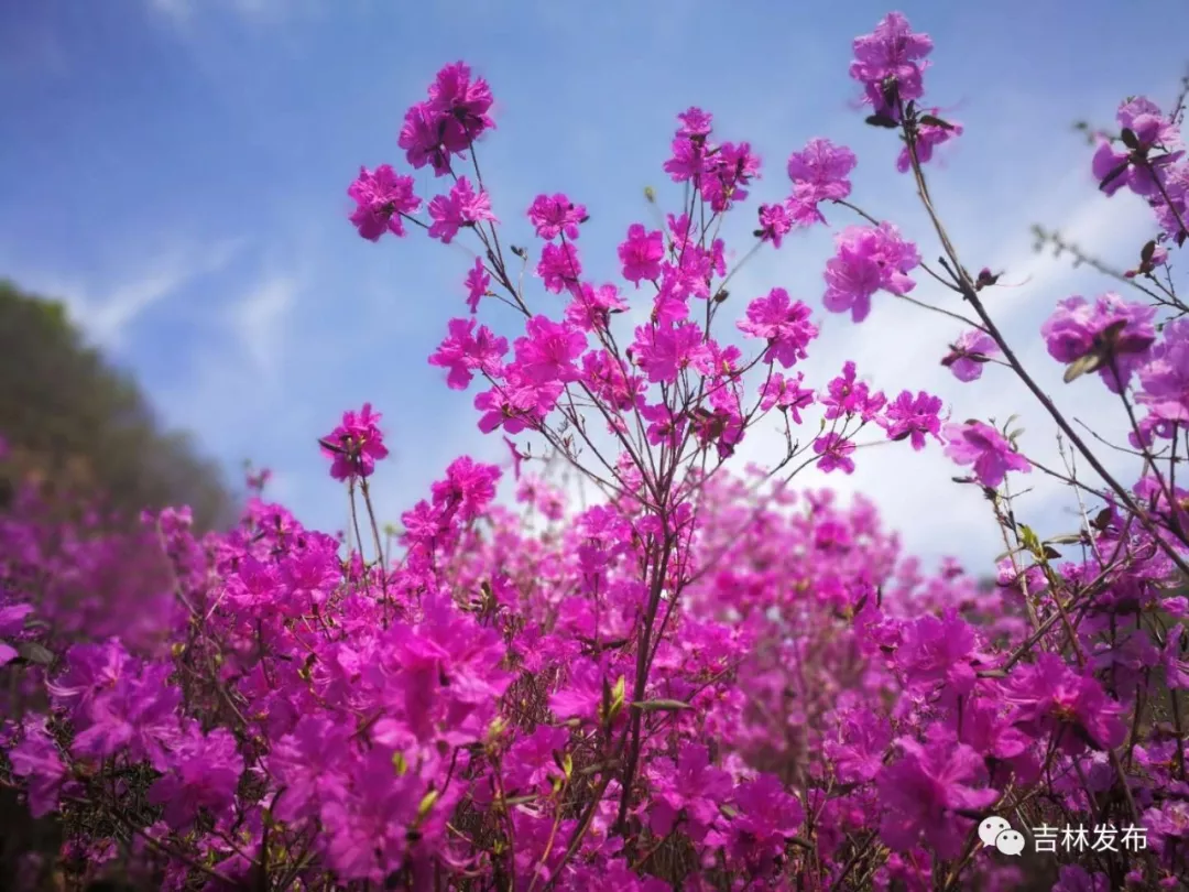 金達萊花不只在和龍能觀賞,長春的凱撒森林溫泉旅遊度假區內金達萊花