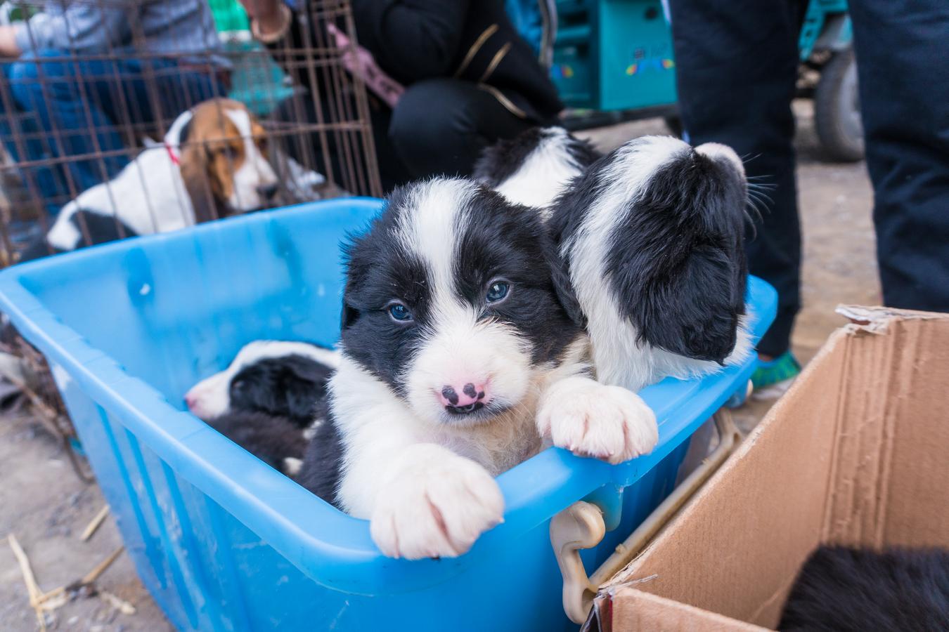 小城宠物市场上,最聪明狗狗卖800元,本地狗贵过品种犬