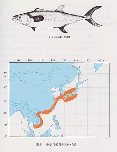 61種金槍魚類/類金槍魚類 圖譜分佈簡介