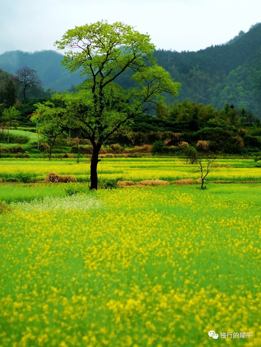 春天寫給黃山的一封絕交信