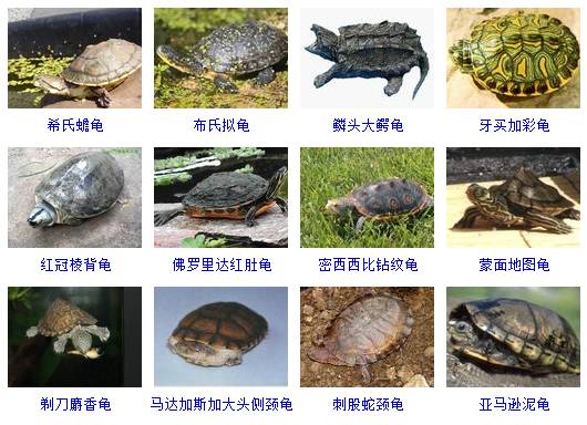 乌龟品种 判断图片
