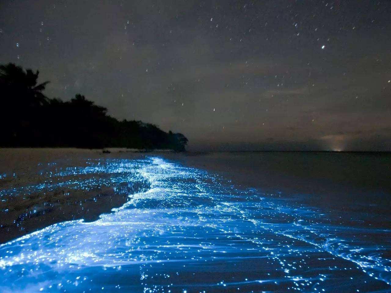 大黑石荧光海滩图片图片