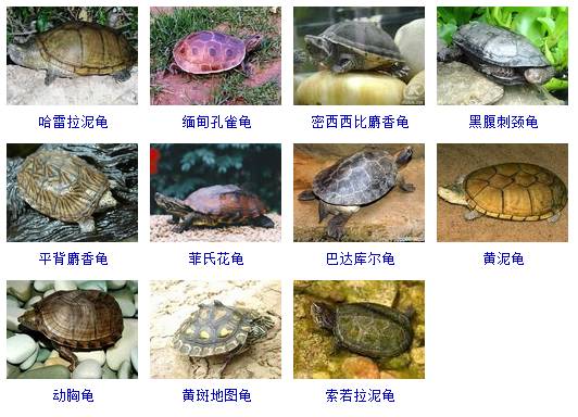 乌龟的品种 对照图片