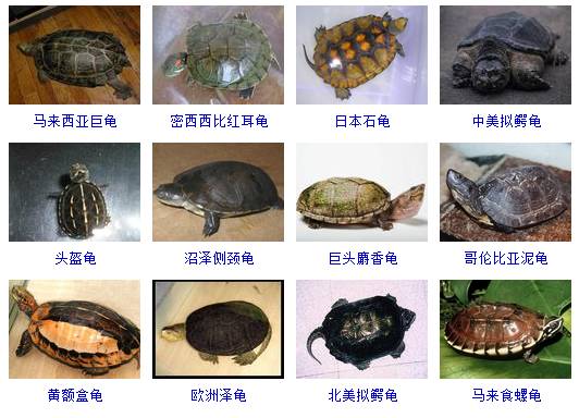 热带龟品种大全图片