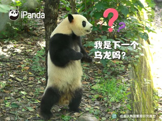 大熊猫是猫吗答案图片