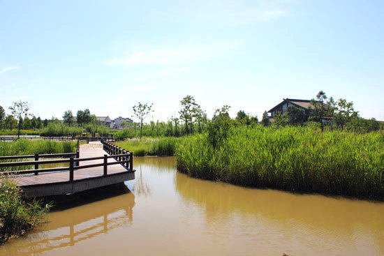 杭州灣國家溼地公園實景