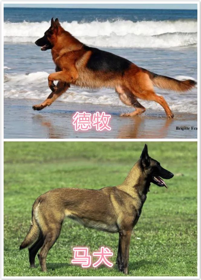 德牧和马犬都都对主人很忠诚,但是德牧的性格更温和,而且在训练中配合