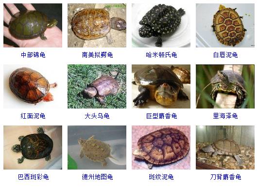 乌龟的种类图解图片