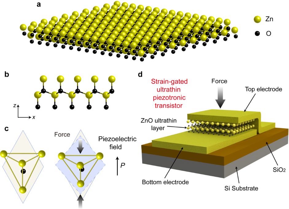acs nano发文|西电成功制备出新型超薄氧化锌压电电子学晶体管