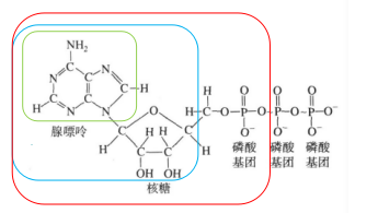 1.區分腺嘌呤(a),atp中的a,rna中的a