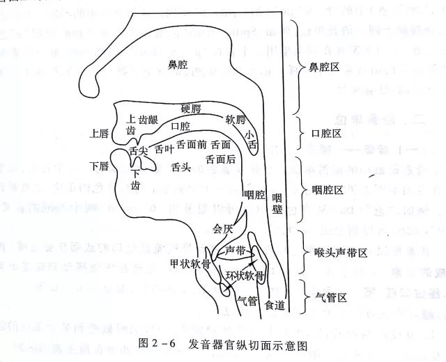 下齿背在哪个位置图片图片