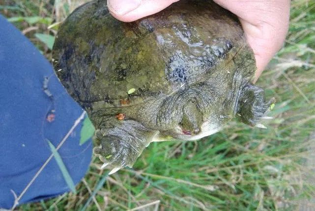 釣獲一隻野生甲魚八兩重張牙舞爪的被提上岸