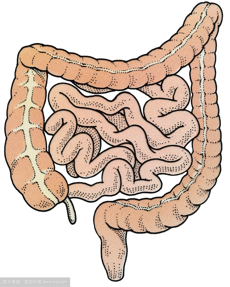 大肠主要的工作是从食物的残余吸收水分,食物的废弃物停留在大肠时会