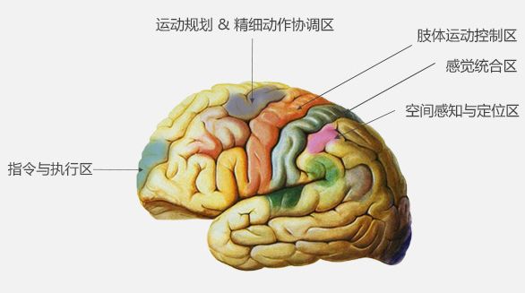 大脑52分区图片