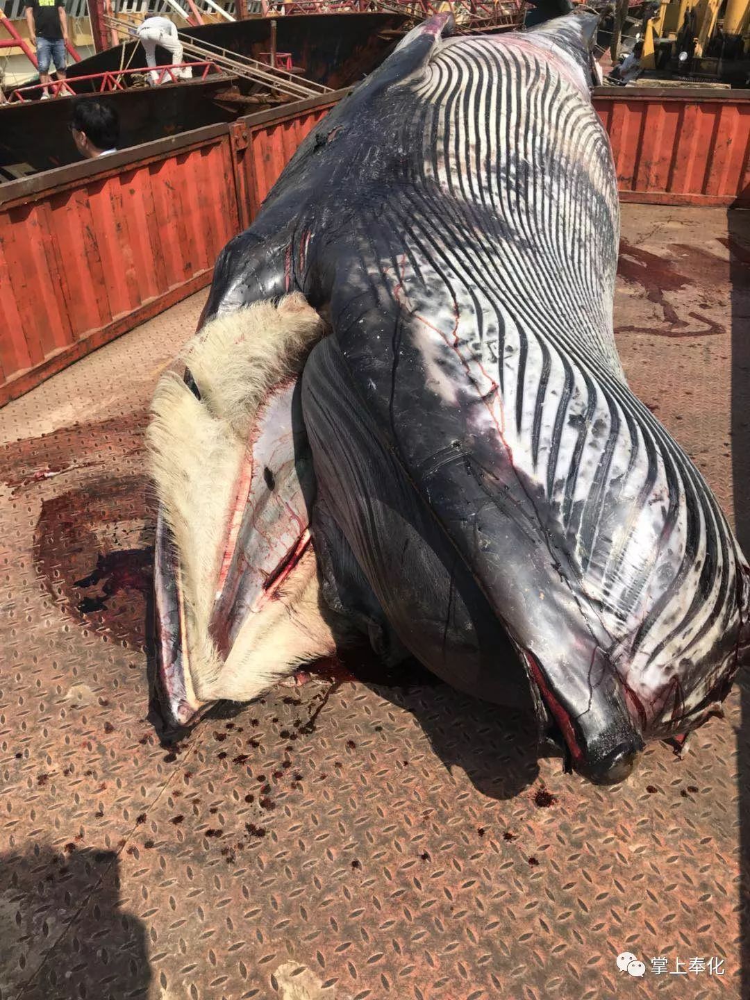 桐照渔民误捕一条鲸鱼!今天这条鲸鱼被运往南京……(附视频)