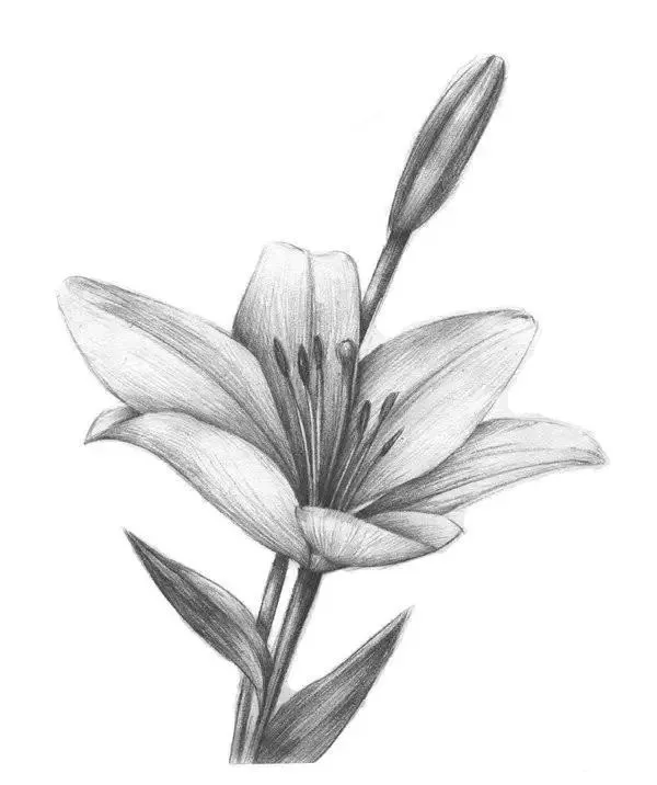 素描教程丨花卉素描之百合花,收藏学习了