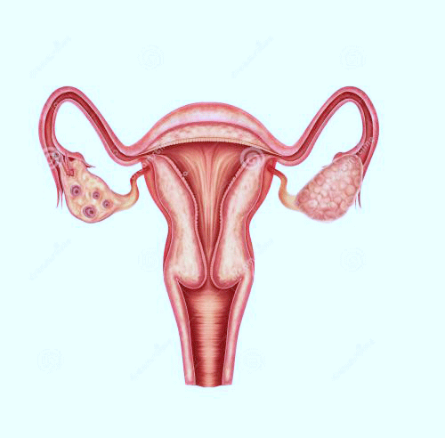 子宫内部的样子图片