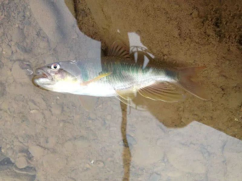 深山綠水垂釣水中精靈