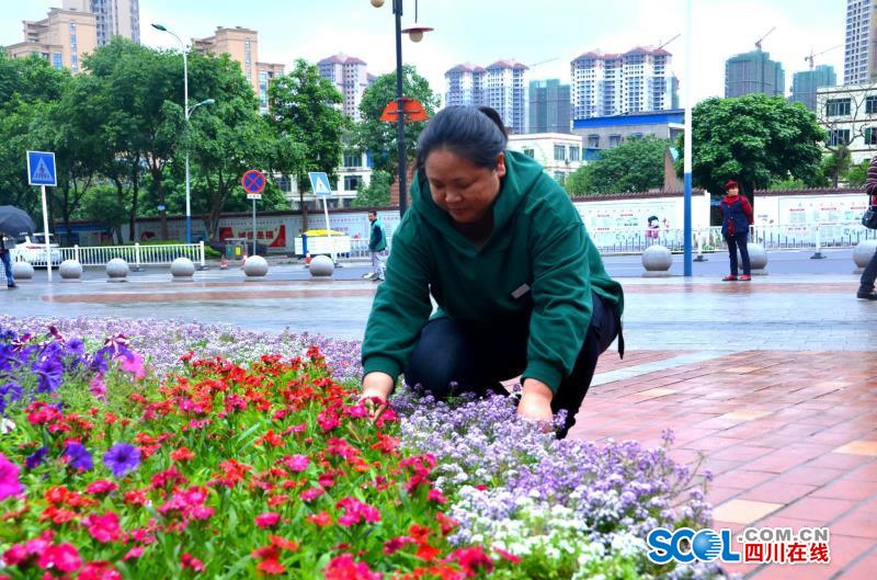 泸州羊大山公园管理员傅世蓉 一花一草总关情