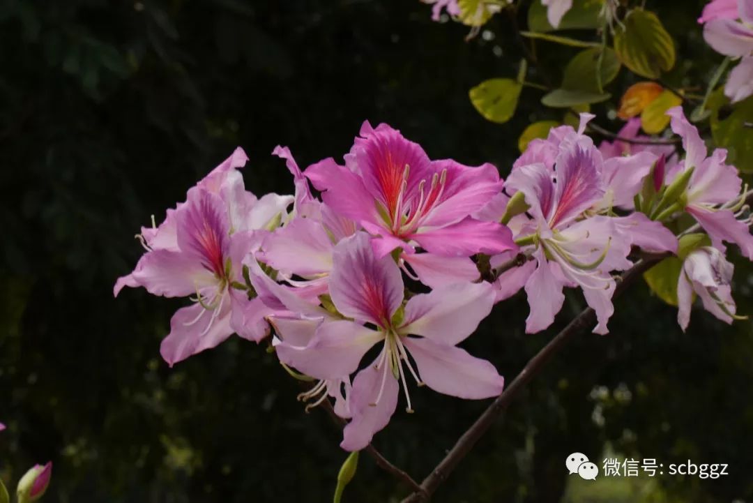 开粉色花,羊蹄状(有人说是屁股形状)叶子的是洋紫荆(bauhinia