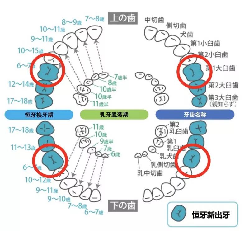 小朋友乳牙换恒牙的顺序图人类只有一次换牙机会文末小彩蛋联系客服