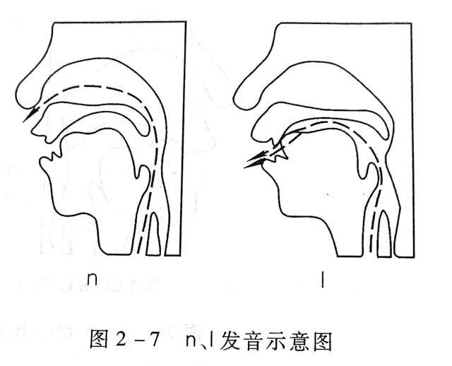 发舌尖后音时,舌尖要翘起来,对准(抵住或接近)硬腭前部(参见图2