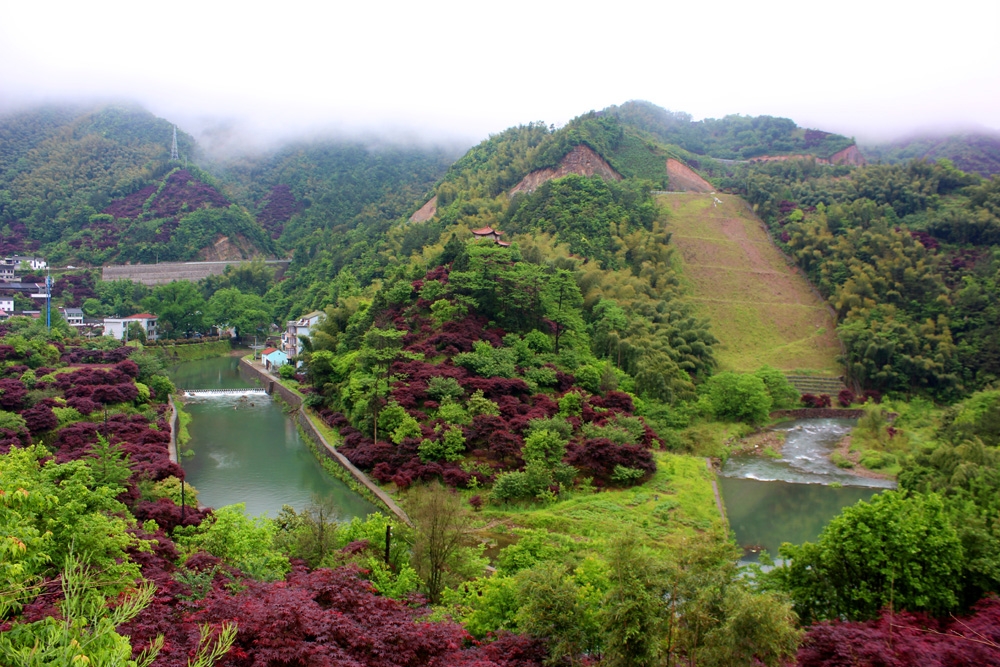 寧波四明山滿山紅楓紅翻天