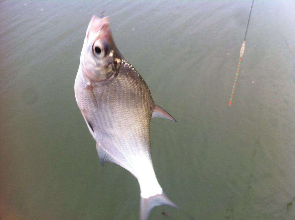 【文末福利】這些都不知道怎麼釣鯿魚?