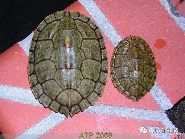 巴西龟和地图龟杂交图片