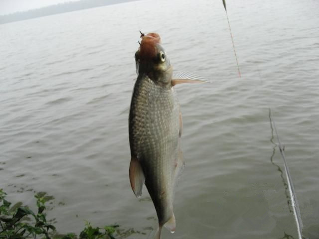 文末福利這些都不知道怎麼釣鯿魚