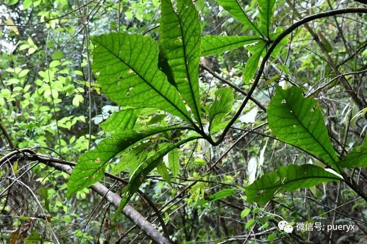 行走在茶庵鸟道上,体验古普洱府普阳八景之奇美