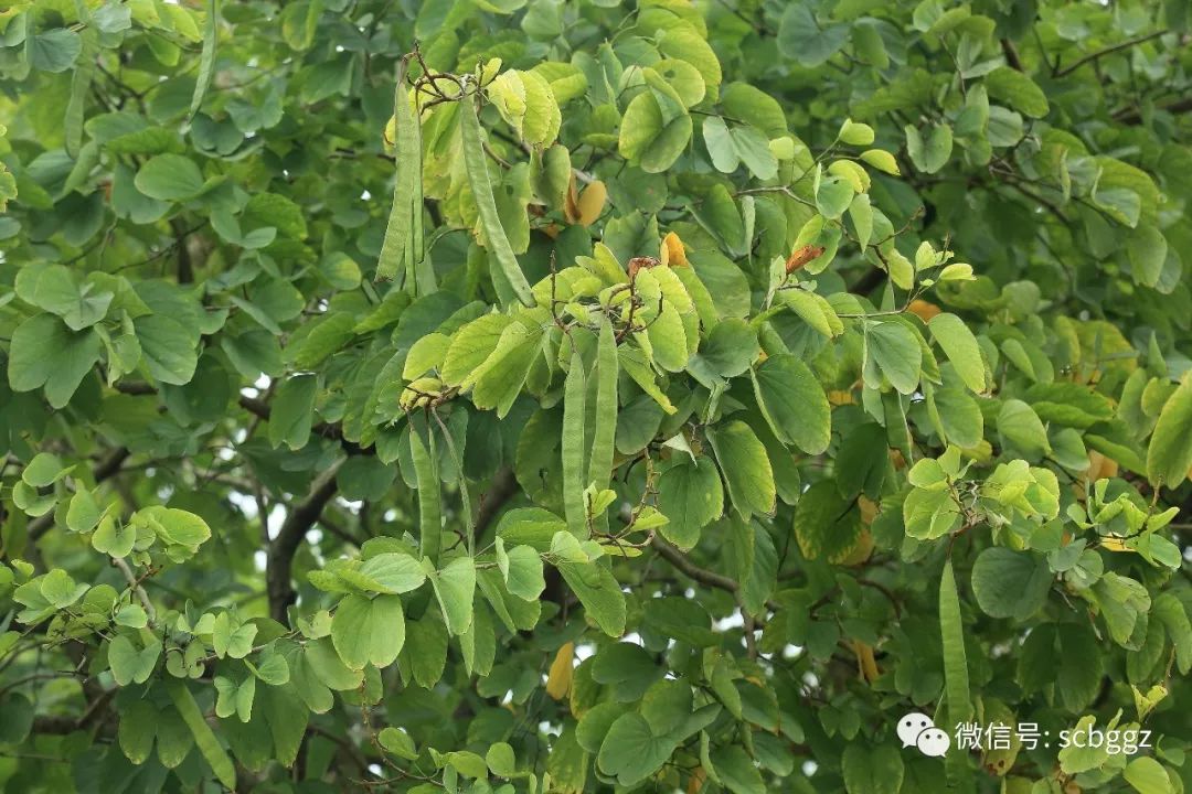 羊蹄甲的果▲羊蹄甲红花羊蹄甲而通常我们所说中国香港的区花