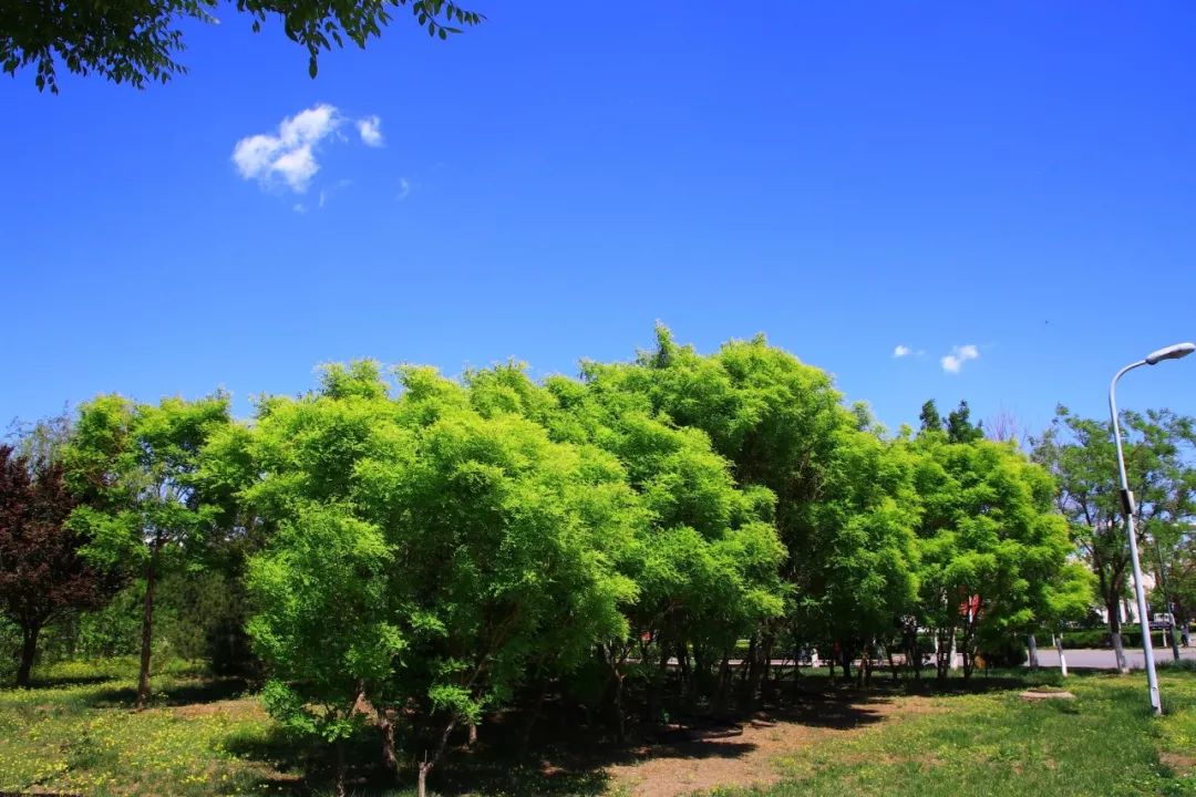 活在这珍贵的人间人类和植物一样幸福我们在这里盎然生长我们在这里