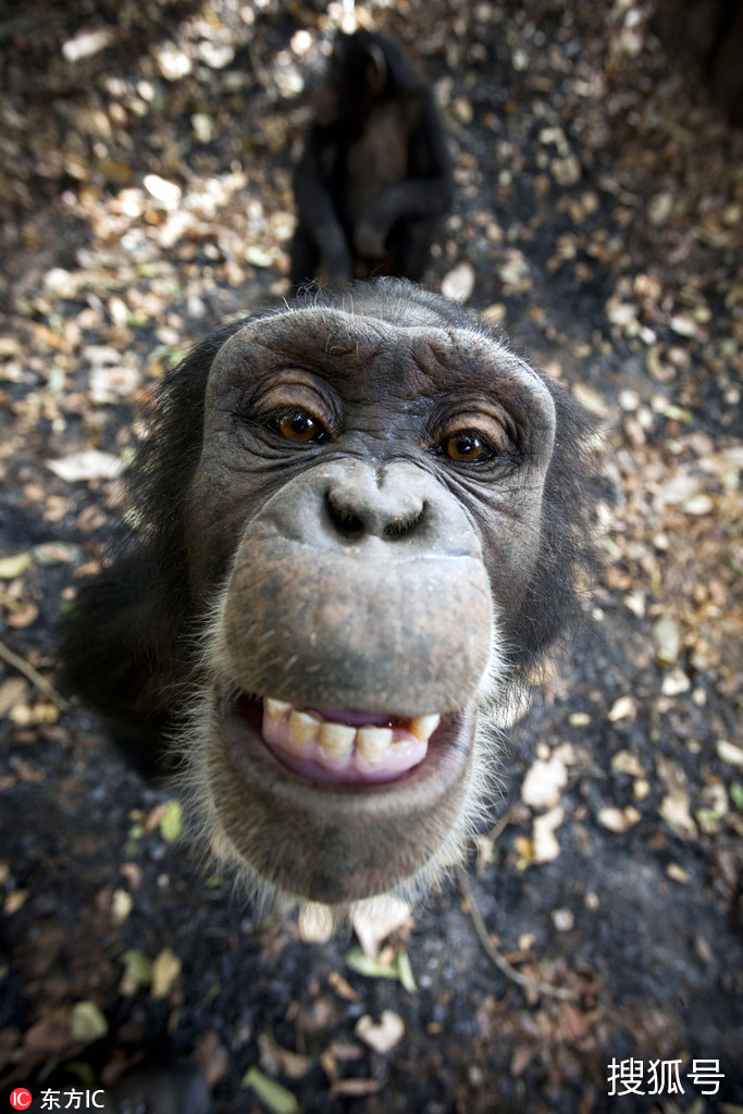 几内亚孤儿猩猩超会摆pose仰头甜笑纯真暖化了