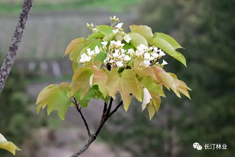 为大戟科油桐属落叶乔木,油桐树,桐油树,桐子树,光桐,千年桐,皱桐,木