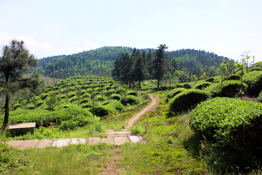 盘山而上,到斤岭山岗之上,往"大坪"方向左转,大约五公里,可至东岗村