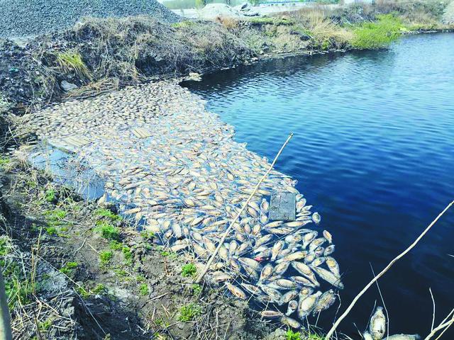 哈尔滨两乡村鱼塘 死鱼成片 疑是水体遭受污染