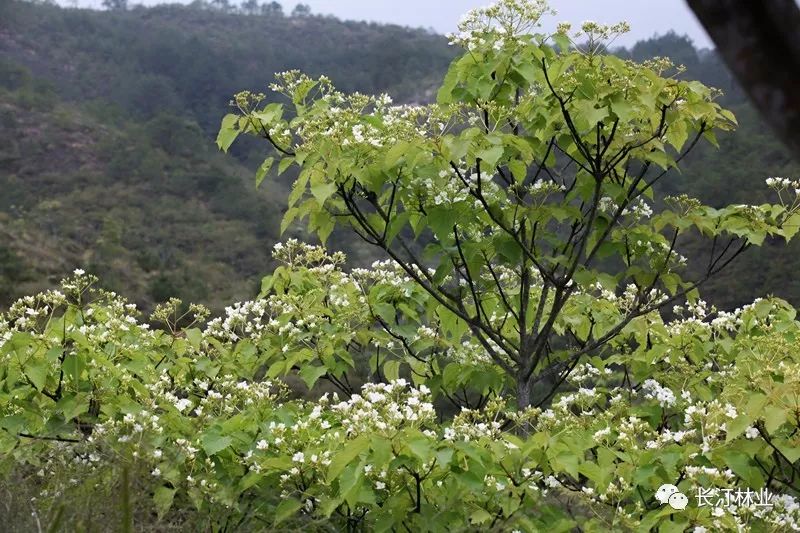 塗坊油桐花開,現