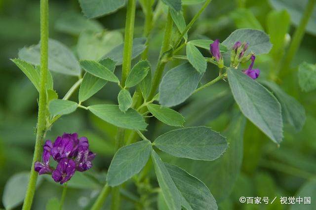 紫花苜蓿种植方法如何做好丰收的准备